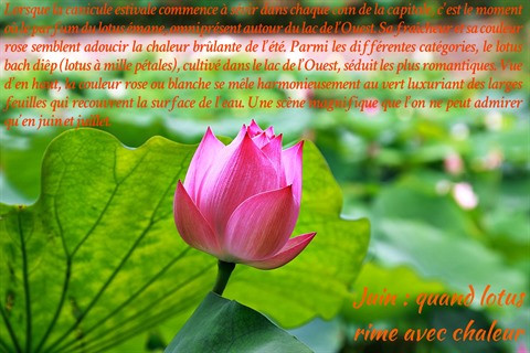 Les fleurs de Hanoï au gré des saisons ảnh 7 Les fleurs de Hanoï au gré des saisons ảnh 7