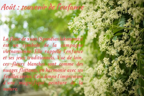 Les fleurs de Hanoï au gré des saisons ảnh 9 Les fleurs de Hanoï au gré des saisons ảnh 9