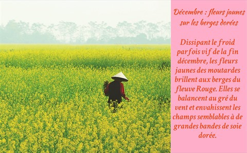 Les fleurs de Hanoï au gré des saisons ảnh 13 Les fleurs de Hanoï au gré des saisons ảnh 13