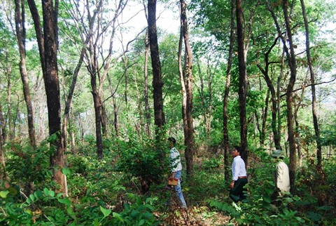 Gardiens bénévoles d’une "forêt parfumée" et fiers de l’être ảnh 1 Gardiens bénévoles d’une "forêt parfumée" et fiers de l’être ảnh 1