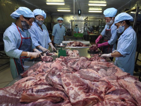 Filière porcine : le Vietnam s’intéresse aux expériences danoises ảnh 1 Filière porcine : le Vietnam s’intéresse aux expériences danoises ảnh 1
