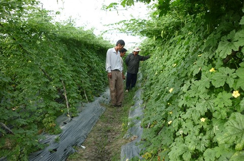 HCM-Ville : Renforcer le développement des zones agricoles hi-tech dans les régions périphériques ảnh 1 HCM-Ville : Renforcer le développement des zones agricoles hi-tech dans les régions périphériques ảnh 1