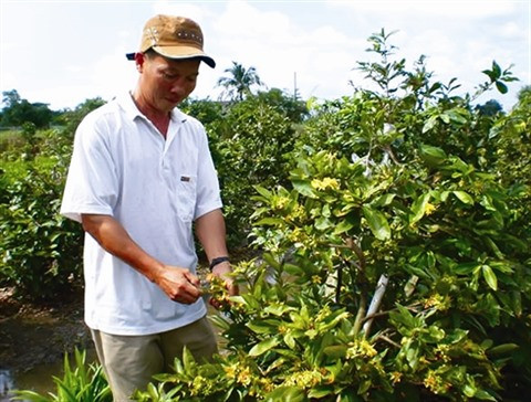 La vente des fleurs d’abricotier en effervescence avant le Têt ảnh 1 La vente des fleurs d’abricotier en effervescence avant le Têt ảnh 1