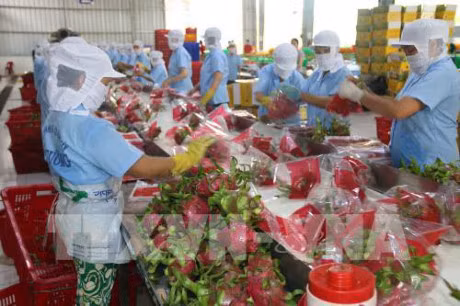 Des pitayas vietnamiens vendus en Australie ảnh 1