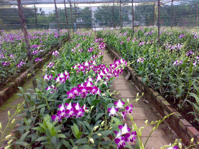 Hô Chi Minh-Ville a de forts potentiels d’exportations d’orchidées ảnh 1 Hô Chi Minh-Ville a de forts potentiels d’exportations d’orchidées ảnh 1