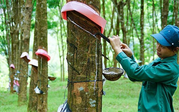Bond des exportations de caoutchouc en quatre mois ảnh 1 Bond des exportations de caoutchouc en quatre mois ảnh 1