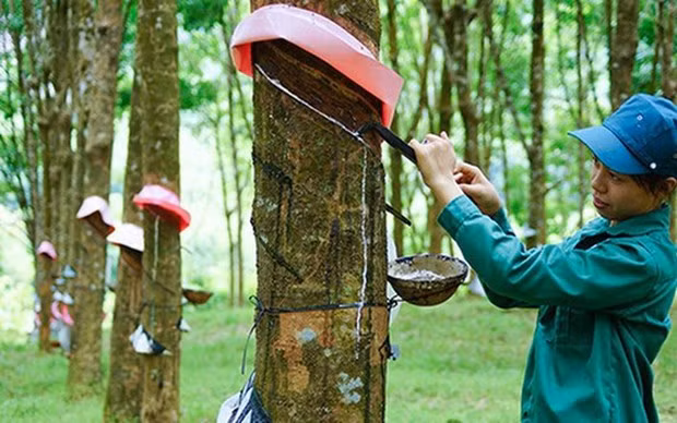 Bond des exportations de caoutchouc en quatre mois ảnh 1