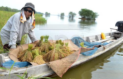 Thaïlande: des mesures visent à stabiliser les prix du riz ảnh 1