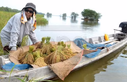 Thaïlande: des mesures visent à stabiliser les prix du riz ảnh 1