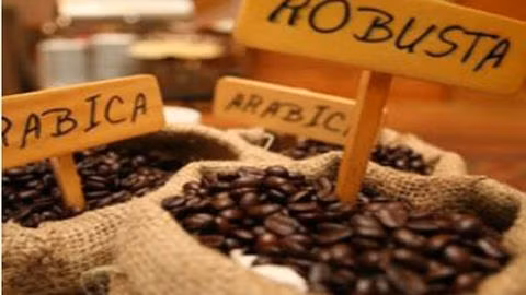 Le Robusta reprend des forces ảnh 1