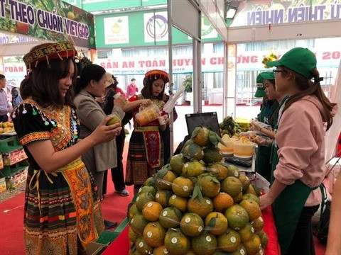 Bientôt la Semaine des oranges de Hà Giang à Hanoï ảnh 1 Bientôt la Semaine des oranges de Hà Giang à Hanoï ảnh 1