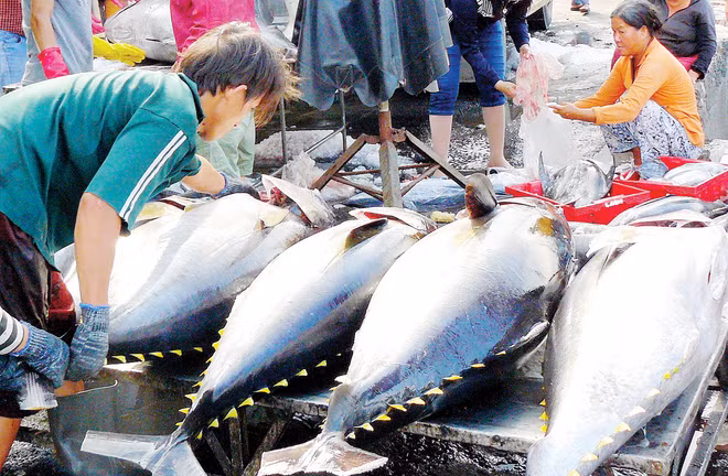 Fortes exportations de thon au Mexique ảnh 1 Fortes exportations de thon au Mexique ảnh 1