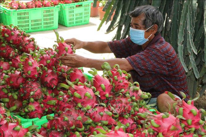 Lao Cai: réexportation à titre expérimental de produits agricoles vers la Chine ảnh 1 Lao Cai: réexportation à titre expérimental de produits agricoles vers la Chine ảnh 1