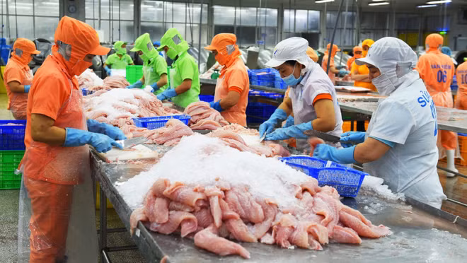 Le Vietnam a exporté 1,4 milliard de dollars de pangasius en six mois ảnh 1