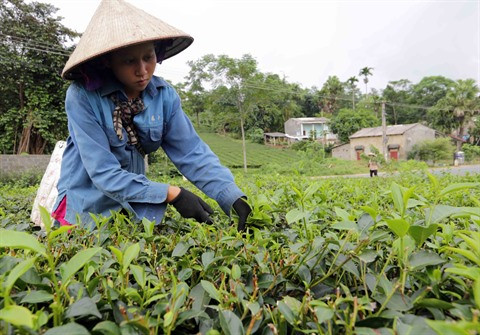 Vers le développement durable de la théiculture de Phu Tho ảnh 2 Vers le développement durable de la théiculture de Phu Tho ảnh 2