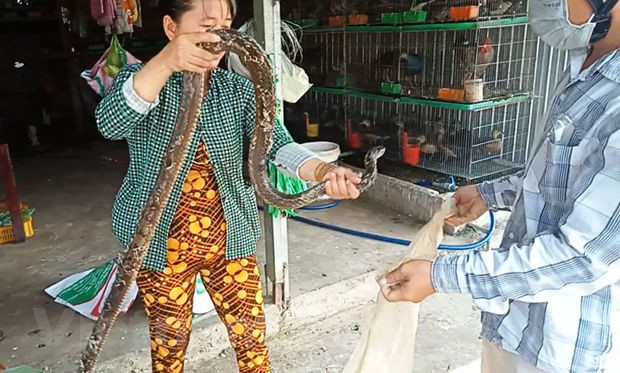 Renoncer aux habitudes de viande exotique pour prévenir les risques de coronavirus ảnh 3 Renoncer aux habitudes de viande exotique pour prévenir les risques de coronavirus ảnh 3