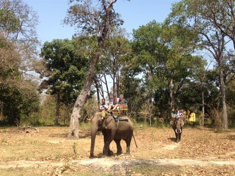 Yok Don préserve en urgence les éléphants de forêt ảnh 1 Yok Don préserve en urgence les éléphants de forêt ảnh 1