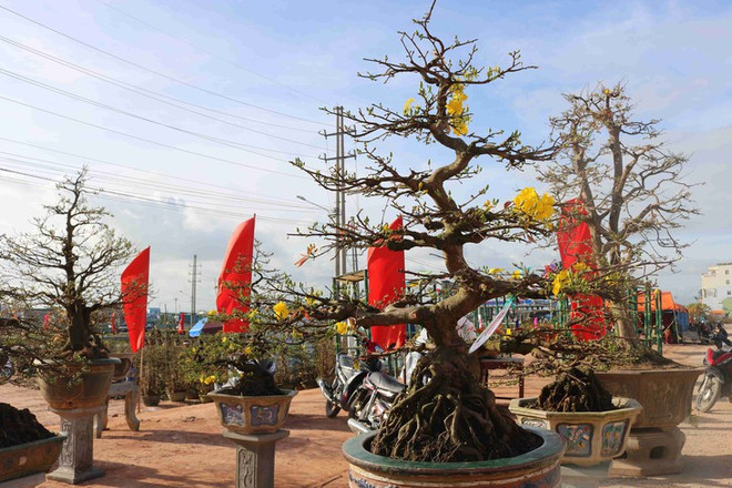 Les villages d’abricotiers de Nhon An à l’approche du Têt ảnh 1 Les villages d’abricotiers de Nhon An à l’approche du Têt ảnh 1