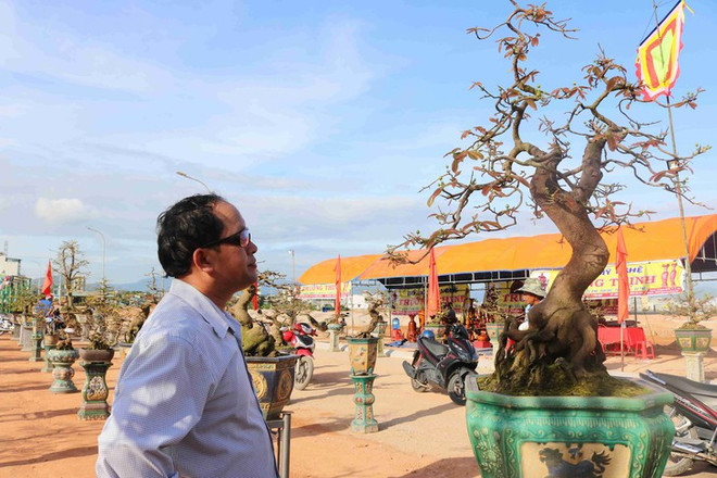 Les villages d’abricotiers de Nhon An à l’approche du Têt ảnh 2 Les villages d’abricotiers de Nhon An à l’approche du Têt ảnh 2