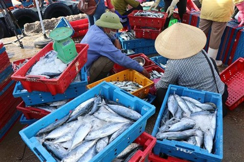 Pêche INN : de nombreux efforts pour la suppression du carton jaune ảnh 1 Pêche INN : de nombreux efforts pour la suppression du carton jaune ảnh 1