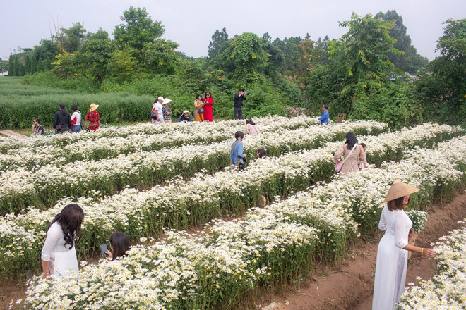 Hanoï et ses quatre saisons de fleurs ảnh 4