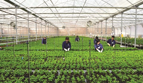 Dà Nang tente de moderniser son agriculture ảnh 1 Dà Nang tente de moderniser son agriculture ảnh 1