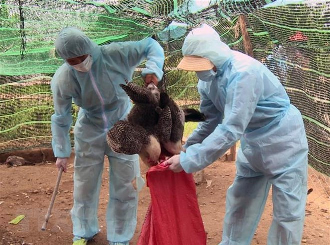 Approbation du Plan national de prévention et de lutte contre la grippe aviaire ảnh 1 Approbation du Plan national de prévention et de lutte contre la grippe aviaire ảnh 1