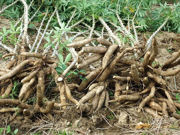 Manioc et produits dérivés: la chute se poursuit en 10 mois ảnh 1 Manioc et produits dérivés: la chute se poursuit en 10 mois ảnh 1