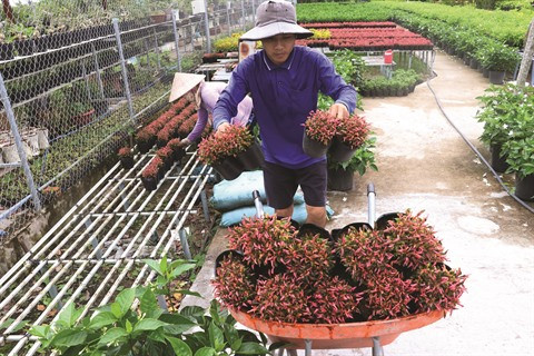 Le delta du Mékong à la saison des fleurs du Têt ảnh 3 Le delta du Mékong à la saison des fleurs du Têt ảnh 3