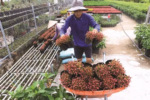 Le delta du Mékong à la saison des fleurs du Têt ảnh 3