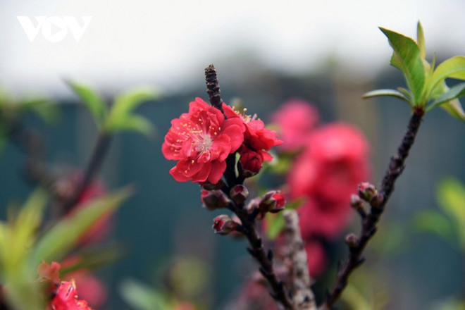 Le pêcher thât thôn, la messagère du printemps ảnh 2