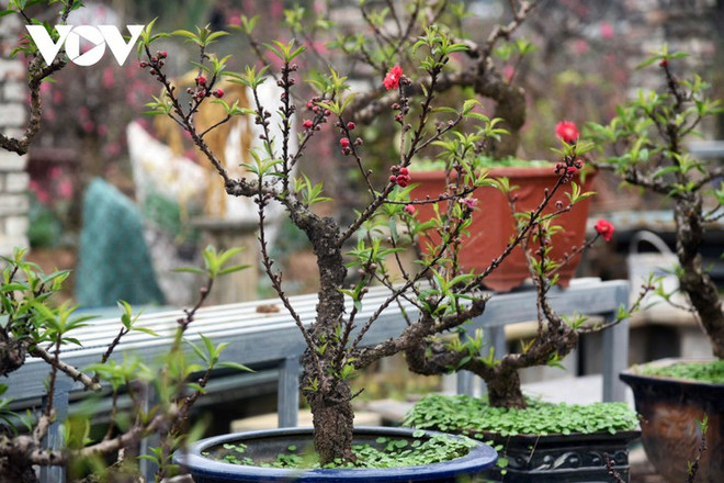 Le pêcher thât thôn, la messagère du printemps ảnh 1