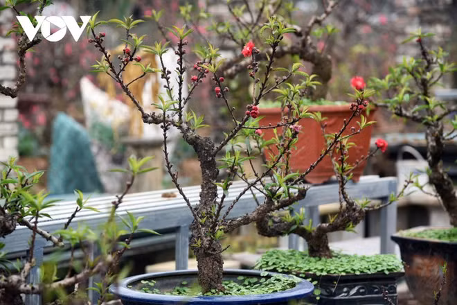 Le pêcher thât thôn, la messagère du printemps ảnh 1