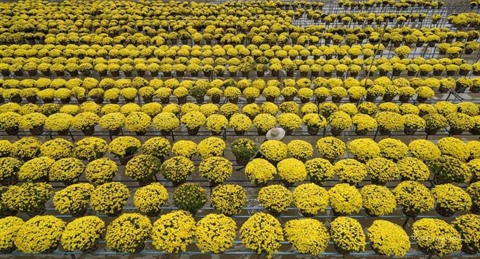 Le Têt, période clé pour les horticulteurs ảnh 1 Le Têt, période clé pour les horticulteurs ảnh 1