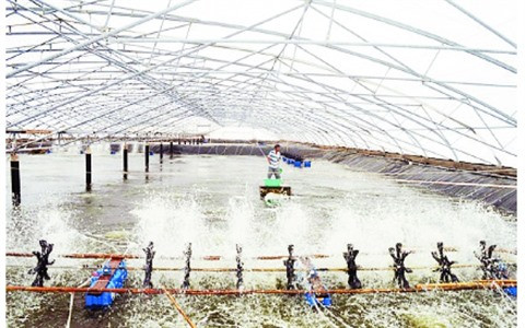 Une crevetticulture en plein essor dans le delta du Mékong ảnh 1 Une crevetticulture en plein essor dans le delta du Mékong ảnh 1