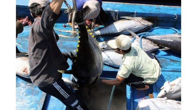 Le thon vietnamien est apprécié au Japon ảnh 1