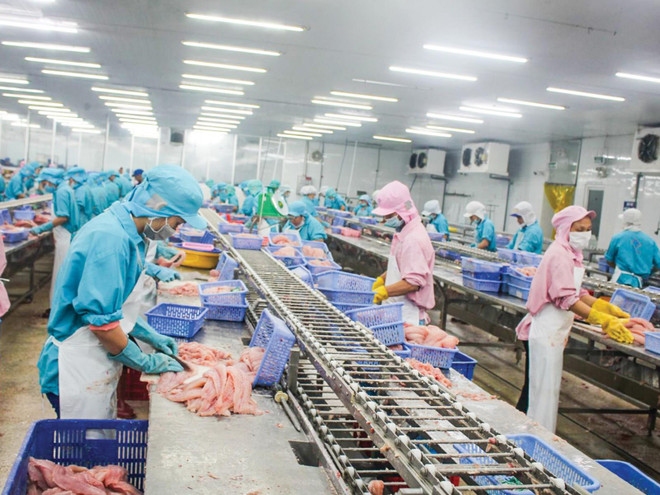 L’UE, marché prometteur pour les pangasius du Vietnam ảnh 1 L’UE, marché prometteur pour les pangasius du Vietnam ảnh 1