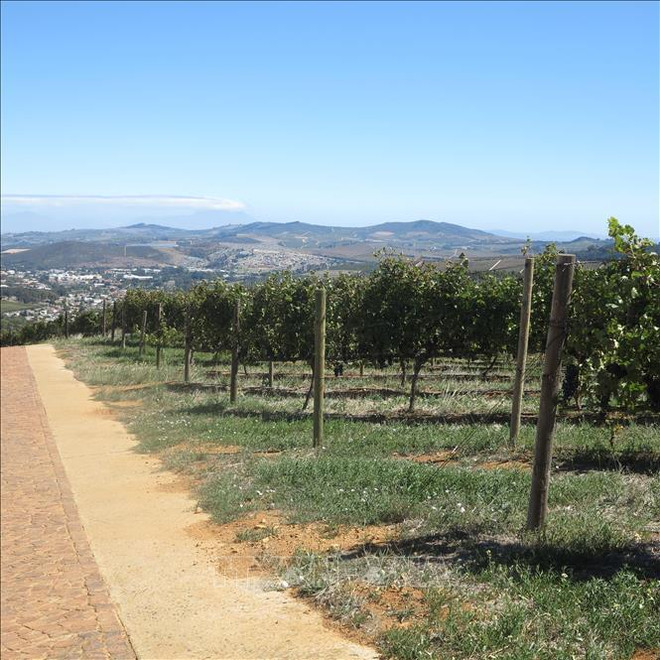 Des raisins frais sud-africains seront présents sur le marché vietnamien ảnh 1 Des raisins frais sud-africains seront présents sur le marché vietnamien ảnh 1