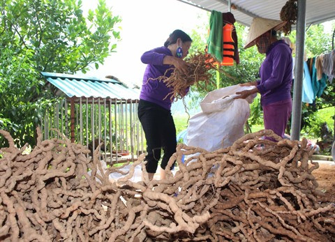 Nécessité de développer la culture des plantes médicinales ảnh 2 Nécessité de développer la culture des plantes médicinales ảnh 2
