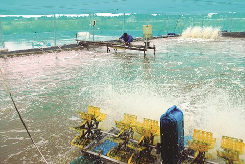 À la recherche des pistes pour valoriser les coproduits de crevette ảnh 2