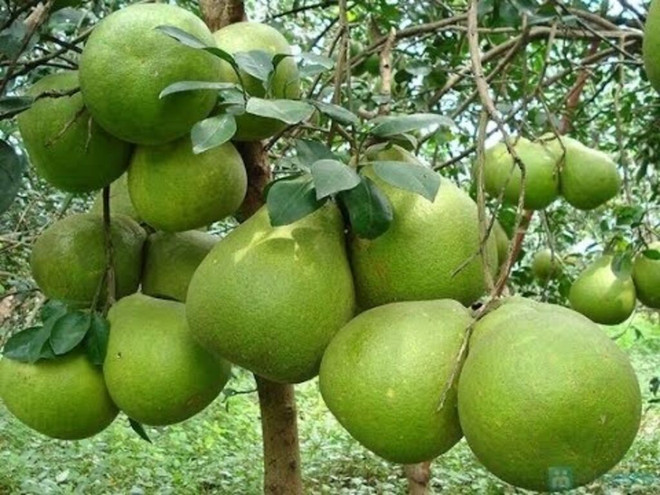 Les indicatifs régionaux favorisent les exportations de pamplemousse ảnh 1 Les indicatifs régionaux favorisent les exportations de pamplemousse ảnh 1