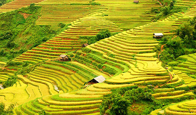 Bientôt la Semaine "À travers les champs en terrasses de Hoang Su Phi" ảnh 1 Bientôt la Semaine "À travers les champs en terrasses de Hoang Su Phi" ảnh 1