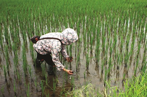 Contre les espèces exotiques envahissantes, la lutte s’organise ảnh 2 Contre les espèces exotiques envahissantes, la lutte s’organise ảnh 2