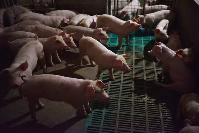 Promulgation d’une résolution pour faire face à la peste porcine africaine ảnh 1 Promulgation d’une résolution pour faire face à la peste porcine africaine ảnh 1