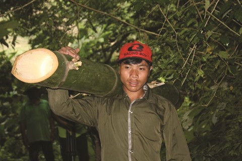  Un village montagnard et ses bambous géants à Quang Nam ảnh 1