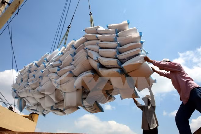 Plus de cinq millions de tonnes de riz exportées en dix mois ảnh 1 Plus de cinq millions de tonnes de riz exportées en dix mois ảnh 1