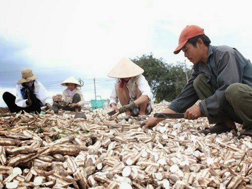Manioc : 1,5 milliard de dollars d'exportations prévus cette année ảnh 1 Manioc : 1,5 milliard de dollars d'exportations prévus cette année ảnh 1