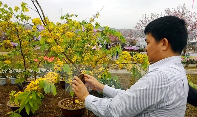 Ouverture de la Fête des cerisiers et des abricotiers de Yen Tu-Halong 2016 ảnh 1 Ouverture de la Fête des cerisiers et des abricotiers de Yen Tu-Halong 2016 ảnh 1