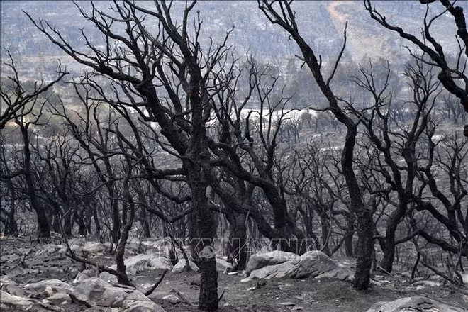Messages de sympathie à l'Algérie suite aux graves incendies de forêt ảnh 1
