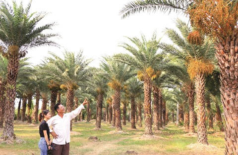 Se conformer aux lois naturelles pour un delta du Mékong durable ảnh 1 Se conformer aux lois naturelles pour un delta du Mékong durable ảnh 1